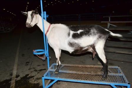 Stormy on milk stand at the state fair